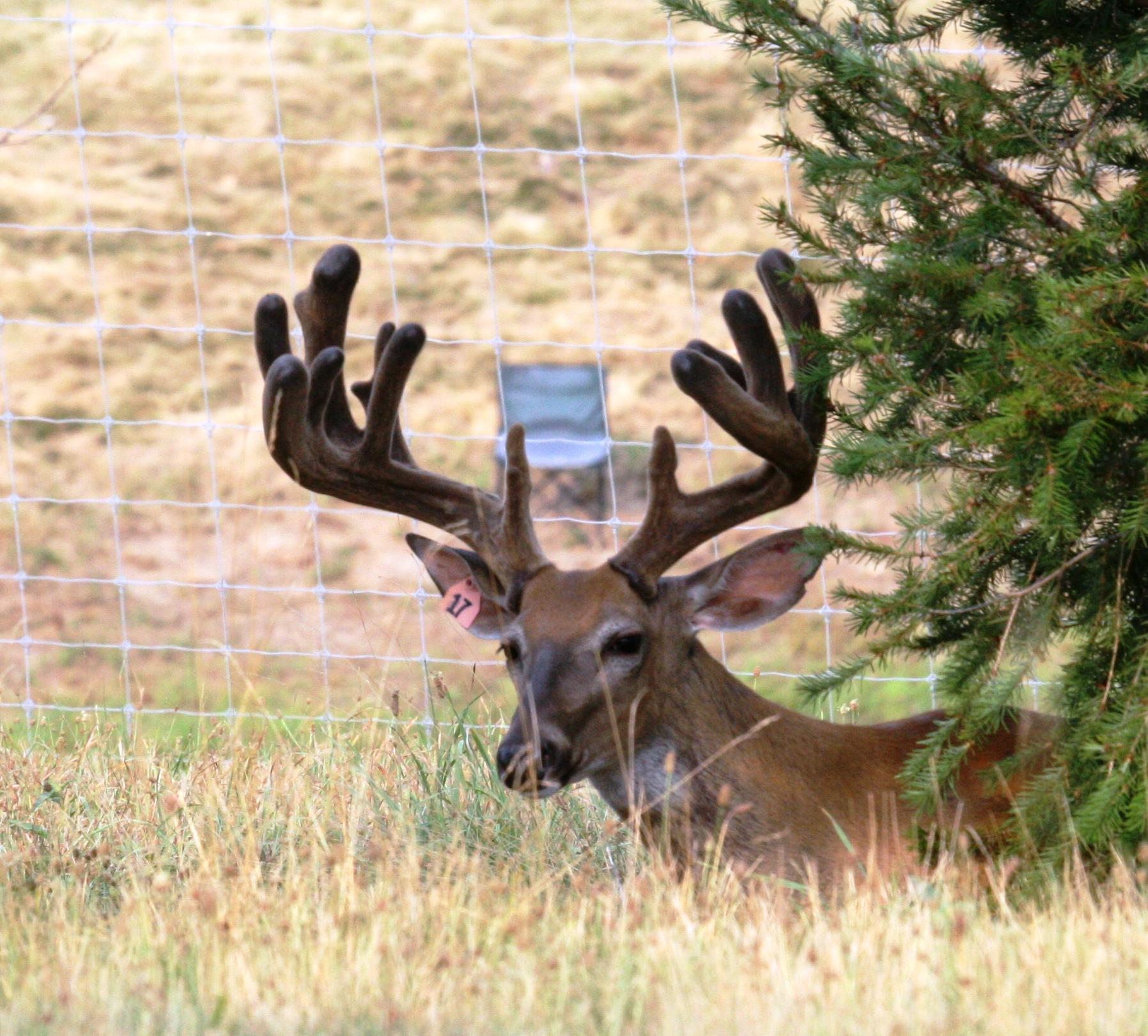 Superior Whitetail Deer For Sale, Breeder Bucks, Stocker Bucks